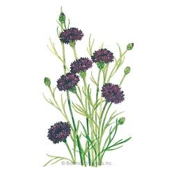 Botanical INTERESTS&reg; Black Magic Bachelors Button Seed