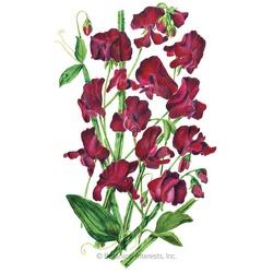 Botanical INTERESTS&reg; Beaujolais Sweet Pea Seed