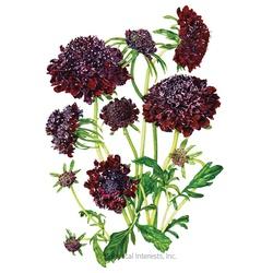 Botanical INTERESTS&reg; Black Knight Scabiosa Pincushion Flower Seed