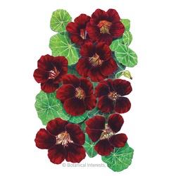 Botanical INTERESTS&reg; Black Velvet Nasturtium Seed