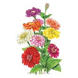 Botanical INTERESTS&reg; Benarys Giant Blend Zinnia Seed