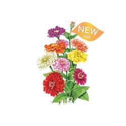 Botanical INTERESTS&reg; Benary's Giant Blend Zinnia Seed