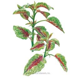 Botanical INTERESTS&reg; Amaranth Edible Leaf Seed
