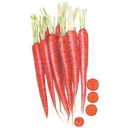 Botanical INTERESTS&reg; Atomic Red Carrot Seed