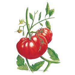 Botanical INTERESTS&reg; Beefsteak Pole Tomato Seed