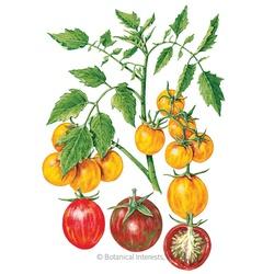 Botanical INTERESTS&reg; Artisan Bumble Bee Blend Pole Cherry Tomato Seed