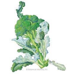Botanical INTERESTS&reg; Belstar Broccoli Seed