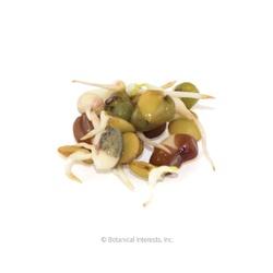 Botanical INTERESTS&reg; Bean Mix Sprouts Seed